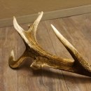 Rothirsch abgesägte Stange 14 ender Gewicht 2,76 kg Länge 91 cm Hirsch Abwurfstange 71.1.183