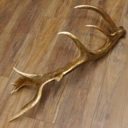 Rothirsch abgesägte Stange 14 ender Gewicht 2,76 kg Länge 91 cm Hirsch Abwurfstange 71.1.183