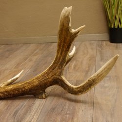 Rothirsch abgesägte Stange 14 ender Gewicht 2,76 kg Länge 91 cm Hirsch Abwurfstange 71.1.183
