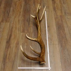 Rothirsch abgesägte Stange 14 ender Gewicht 2,76 kg Länge 91 cm Hirsch Abwurfstange 71.1.183