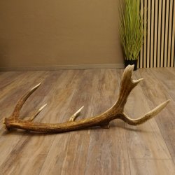 Rothirsch abgesägte Stange 14 ender Gewicht 2,76 kg Länge 91 cm Hirsch Abwurfstange 71.1.183