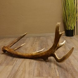 Rothirsch abgesägte Stange 14 ender Gewicht 2,76 kg Länge 91 cm Hirsch Abwurfstange 71.1.183