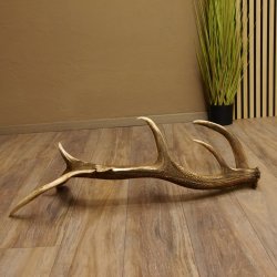 Rothirsch abgesägte Stange 14 ender Gewicht 2,76 kg Länge 91 cm Hirsch Abwurfstange 71.1.183