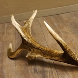 Rothirsch abgesägte Stange 14 ender Gewicht 2,76 kg Länge 91 cm Hirsch Abwurfstange 71.1.183