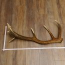 Rothirsch abgesägte Stange 14 ender Gewicht 2,63 kg...