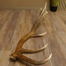 Rothirsch abgesägte Stange 14 ender Gewicht 2,63 kg Länge 83 cm Hirsch Abwurfstange 71.1.184