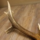 Rothirsch abgesägte Stange 14 ender Gewicht 2,63 kg Länge 83 cm Hirsch Abwurfstange 71.1.184