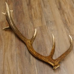 Rothirsch abgesägte Stange 14 ender Gewicht 2,63 kg Länge 83 cm Hirsch Abwurfstange 71.1.184