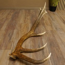 Rothirsch abgesägte Stange 14 ender Gewicht 2,63 kg Länge 83 cm Hirsch Abwurfstange 71.1.184