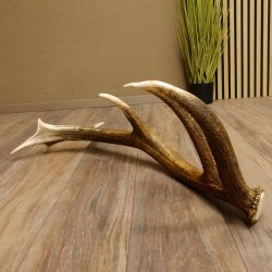 Rothirsch abgesägte Stange 14 ender Gewicht 2,63 kg Länge 83 cm Hirsch Abwurfstange 71.1.184