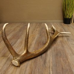 Rothirsch abgesägte Stange 14 ender Gewicht 2,63 kg Länge 83 cm Hirsch Abwurfstange 71.1.184
