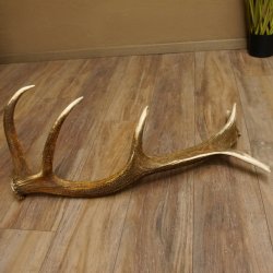 Rothirsch abgesägte Stange 14 ender Gewicht 2,63 kg Länge 83 cm Hirsch Abwurfstange 71.1.184
