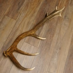 Rothirsch abgesägte Stange 14 ender Gewicht 2,63 kg Länge 83 cm Hirsch Abwurfstange 71.1.184