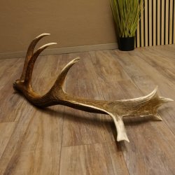 Rothirsch abgesägte Stange 14 ender Gewicht 2,63 kg Länge 83 cm Hirsch Abwurfstange 71.1.184