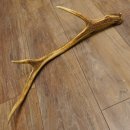 Rothirsch Stange 6 ender Gewicht 0,52 kg Länge 70 cm...