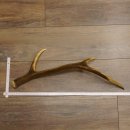 Rothirsch Stange 6 ender Gewicht 0,52 kg Länge 70 cm...