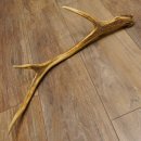 Rothirsch Stange 6 ender Gewicht 0,52 kg Länge 70 cm Hirsch Abwurfstange 71.1.185