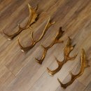 5 x Damhirsch Stangen Damhirschstangen abgesägt Gewicht 1,96 kg Dam Hirsch Konvolut