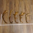 5 x Damhirsch Stangen Damhirschstangen abgesägt Gewicht 1,96 kg Dam Hirsch Konvolut