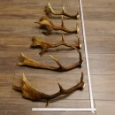 5 x Damhirsch Stangen Damhirschstangen abgesägt Gewicht 1,96 kg Dam Hirsch Konvolut