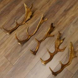 5 x Damhirsch Stangen Damhirschstangen abgesägt Gewicht 1,96 kg Dam Hirsch Konvolut