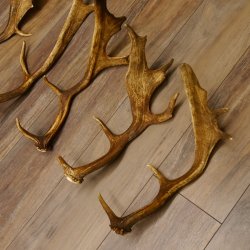 5 x Damhirsch Stangen Damhirschstangen abgesägt Gewicht 1,96 kg Dam Hirsch Konvolut