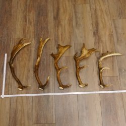 5 x Damhirsch Stangen Damhirschstangen abgesägt Gewicht 1,96 kg Dam Hirsch Konvolut