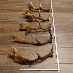 5 x Damhirsch Stangen Damhirschstangen abgesägt Gewicht 1,96 kg Dam Hirsch Konvolut