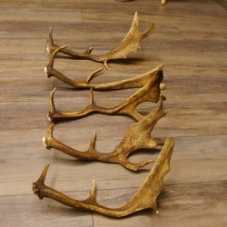 5 x Damhirsch Stangen Damhirschstangen abgesägt Gewicht 1,96 kg Dam Hirsch Konvolut