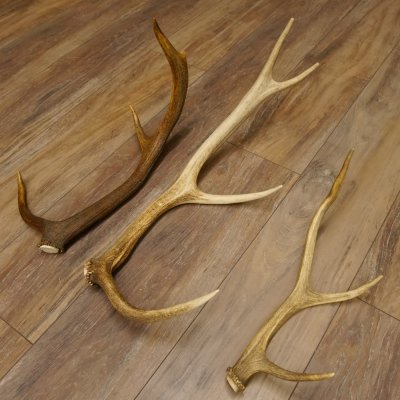 3 Stück Hirschstangen Hirsch abgesägte Stangen Stange Länge max. 62 cm 71.3.42