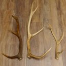 3 Stück Hirschstangen Hirsch abgesägte Stangen Stange Länge max. 62 cm 71.3.42