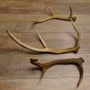 3 Stück Hirschstangen Hirsch abgesägte Stangen Stange Länge max. 62 cm 71.3.42
