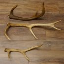 3 Stück Hirschstangen Hirsch abgesägte Stangen Stange Länge max. 62 cm 71.3.42