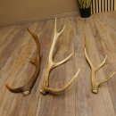 3 Stück Hirschstangen Hirsch abgesägte Stangen Stange Länge max. 62 cm 71.3.42