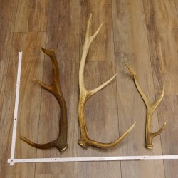 3 Stück Hirschstangen Hirsch abgesägte Stangen Stange Länge max. 62 cm 71.3.42