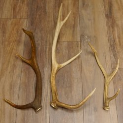 3 Stück Hirschstangen Hirsch abgesägte Stangen Stange Länge max. 62 cm 71.3.42