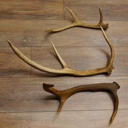 3 Stück Hirschstangen Hirsch abgesägte Stangen Stange Länge max. 62 cm 71.3.42