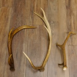 3 Stück Hirschstangen Hirsch abgesägte Stangen Stange Länge max. 62 cm 71.3.42