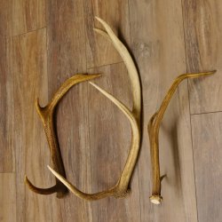 3 Stück Hirschstangen Hirsch abgesägte Stangen Stange Länge max. 62 cm 71.3.42