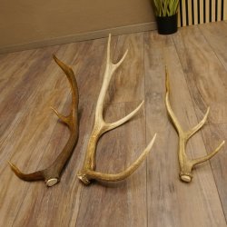 3 Stück Hirschstangen Hirsch abgesägte Stangen Stange Länge max. 62 cm 71.3.42
