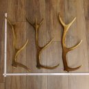3 Stück kleine Hirschstangen Hirsch Stange Abwurfstangen Länge max. 54 cm 71.3.43