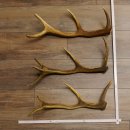 3 Stück kleine Hirschstangen Hirsch Stange Abwurfstangen Länge max. 54 cm 71.3.43