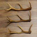 3 Stück kleine Hirschstangen Hirsch Stange Abwurfstangen Länge max. 54 cm 71.3.43