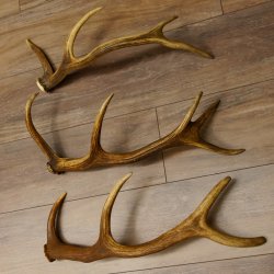3 Stück kleine Hirschstangen Hirsch Stange Abwurfstangen Länge max. 54 cm 71.3.43