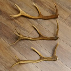 3 Stück kleine Hirschstangen Hirsch Stange Abwurfstangen Länge max. 54 cm 71.3.43