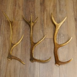 3 Stück kleine Hirschstangen Hirsch Stange Abwurfstangen Länge max. 54 cm 71.3.43