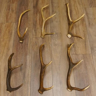 6 Stück kleine Hirschstangen Hirsch Stange Stangen Länge max. 50 cm 71.3.44