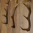 6 Stück kleine Hirschstangen Hirsch Stange Stangen Länge max. 50 cm 71.3.44