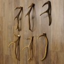 6 Stück kleine Hirschstangen Hirsch Stange Stangen Länge max. 50 cm 71.3.44