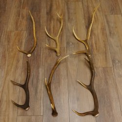 6 Stück kleine Hirschstangen Hirsch Stange Stangen Länge max. 50 cm 71.3.44